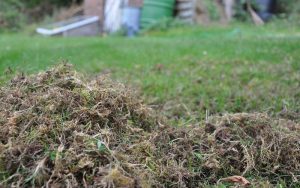 Read more about the article Lawn Thatch Of Your Garden