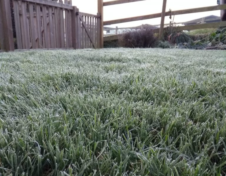 Read more about the article How Harmful Is frost on grass for your Lawn?