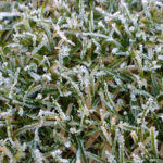 frost on grass